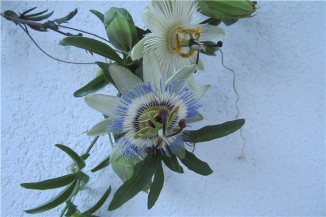 Passiflora